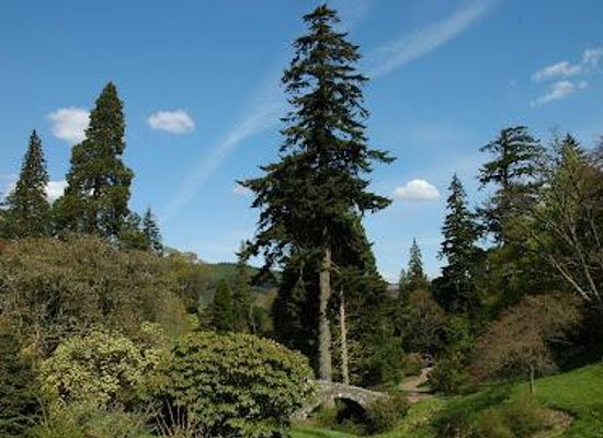 united-kingdom/lanarkshire/attraction/dawyck-botanic-garden