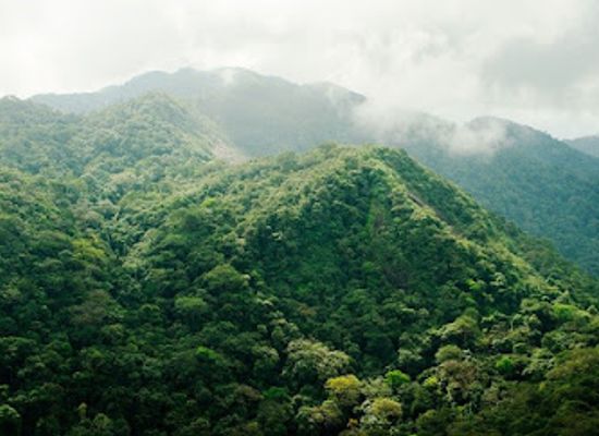 sierra-leone/western-area/attraction/gola-forest-reserve