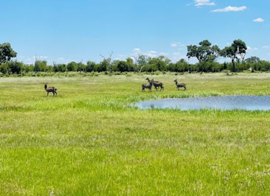 botswana/maun/attraction/khwai-hippo-pools