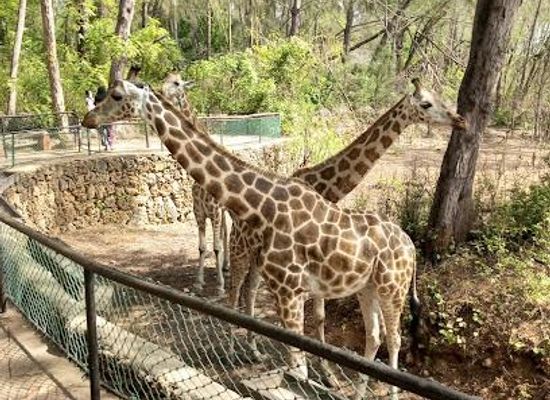 kenya/mombasa/attraction/haller-park