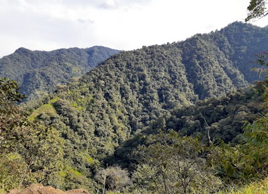 ecuador/napo-region/attraction/butterfly-house-nathaly-mindo