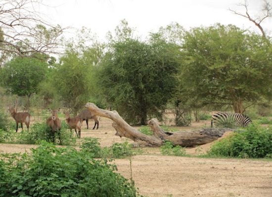 burkina-faso/ziniare/attraction/parc-animalier-de-ziniare