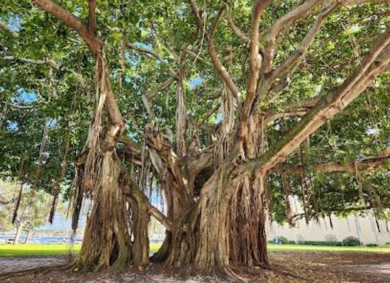 florida/st-petersburg/attraction/north-straub-park