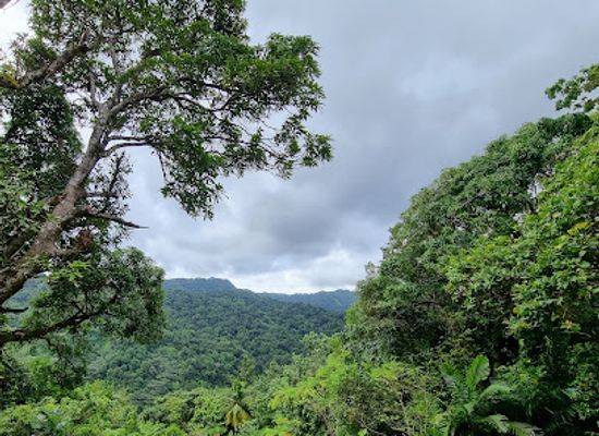 saint-lucia/anse-la-raye-quarter/attraction/millet-bird-sanctuary-and-nature-trail