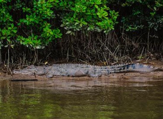 australia/cape-tribulation/attraction/bruce-belcher-son-daintree-river-cruises