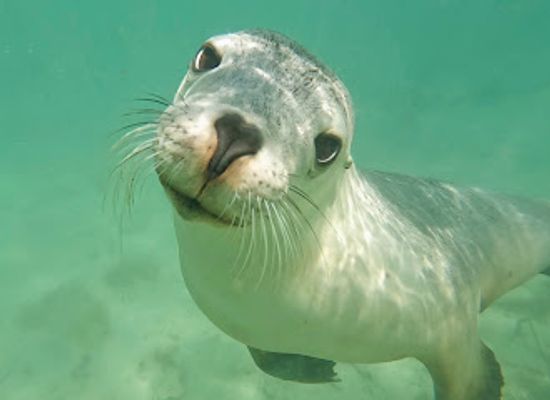 australia/north-east-south-australia/attraction/baird-bay-experience