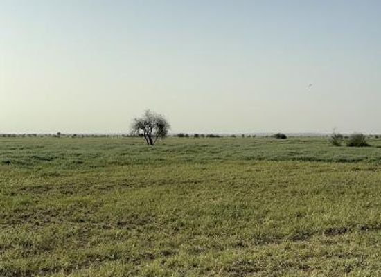 india/thar-desert/attraction/desert-national-park-safari