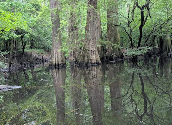 texas/golden-triangle/attraction/big-thicket-national-preserve