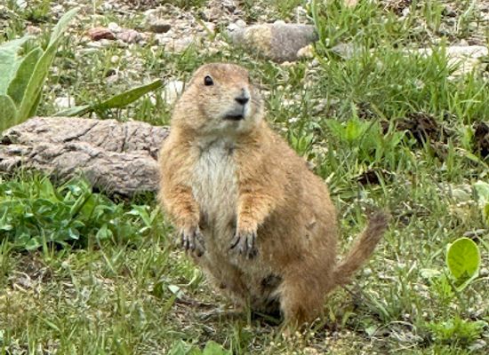 south-dakota/south-central-south-dakota/attraction/prairie-dog-town
