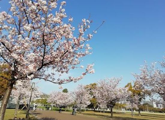 japan/iyo/attraction/shiroyama-park