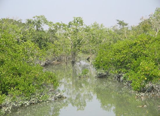 india/sundarbans/attraction/sajnekhali-tiger-reserve
