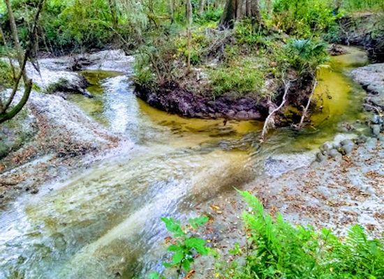 florida/santa-fe-river/attraction/loblolly-woods-nature-park