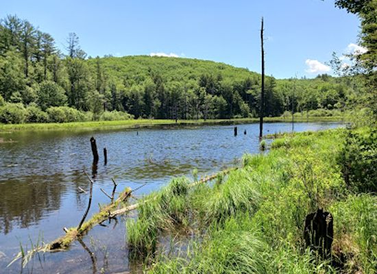 vermont/northeast-kingdom/attraction/madame-sherri-forest
