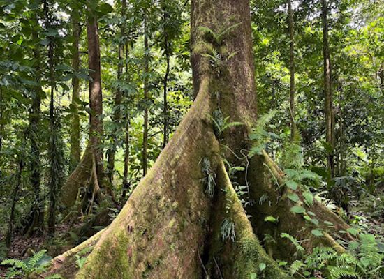 micronesia/woleai-atoll/attraction/yela-ka-forest