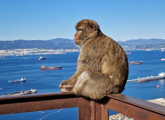 gibraltar/alameda-botanic-gardens/attraction/apes-den