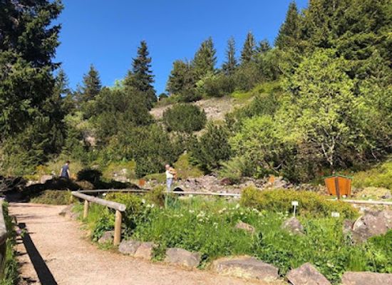 germany/thuringian-forest/attraction/rennsteiggarten-oberhof