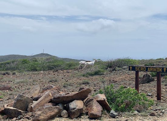 aruba/andicuri-beach/attraction/arikok-mountain