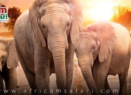 mexico/puebla/attraction/africam-safari