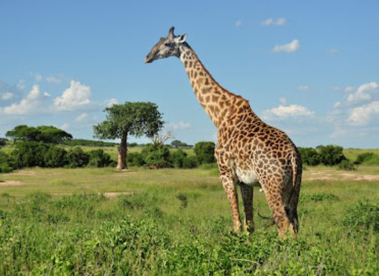 tanzania/ruaha-region/attraction/ruaha-national-park