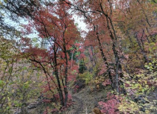 utah/uinta-wasatch-cache-national-forest/attraction/left-fork-days-canyon-trail-head
