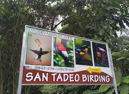ecuador/quito/attraction/san-tadeo-birding