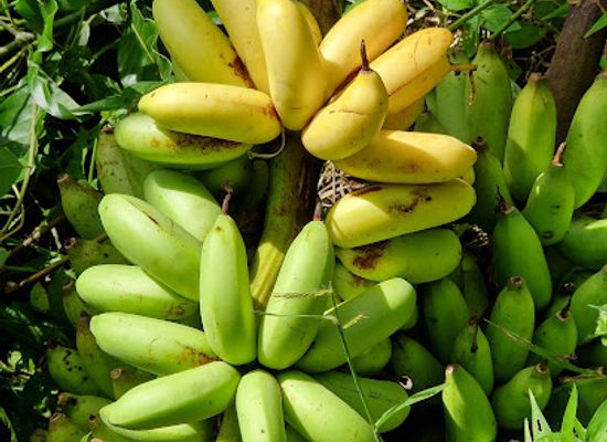 mayotte/tsingoni/attraction/riviere-m-roale