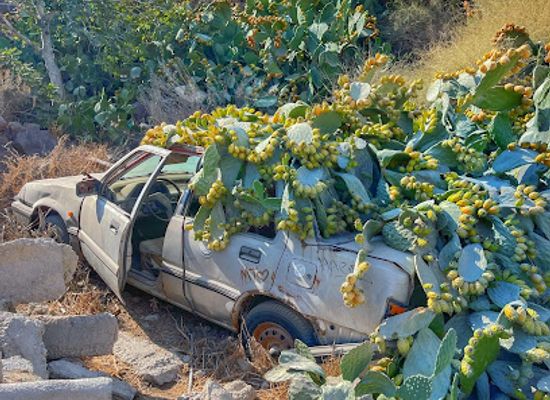 greece/santorini/kamari/attraction/there-once-was-a-pretty-cactus-car