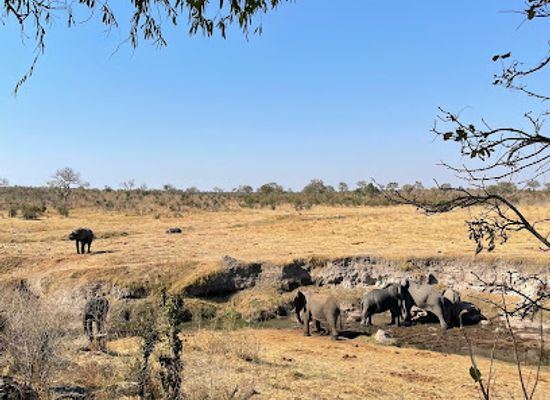 zimbabwe/hwange-national-park/attraction/hwange-safaris