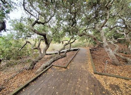 california/central-coast/attraction/el-moro-elfin-forest
