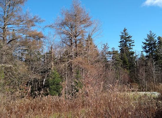 massachusetts/berkshires/attraction/tamarack-hollow-nature-cultural-center