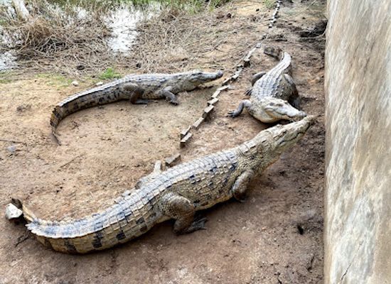 ghana/greater-accra-region/attraction/crocodile-island