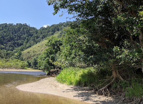 australia/daintree-rainforest/attraction/whyanbeel-arboretum
