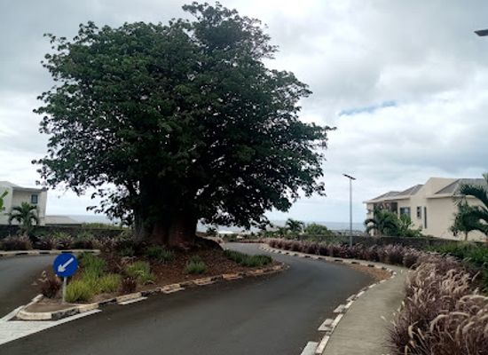 mauritius/flic-en-flac-beach/attraction/massive-baobab