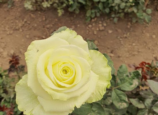nigeria/jos/attraction/derby-farms-agro-allied-ltd