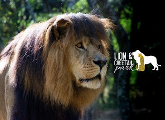 zimbabwe/mashonaland-central/attraction/lion-park-harare