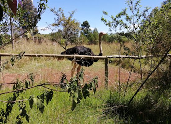 kenya/elgeyo-escarpment/attraction/eldoret-nature-culture-centre
