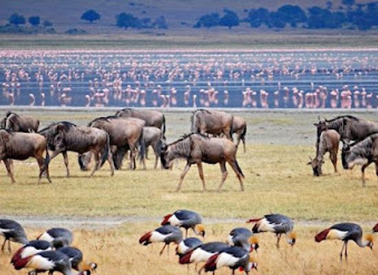 tanzania/zanzibar-archipelago/attraction/zanzijambo-tours-safaris