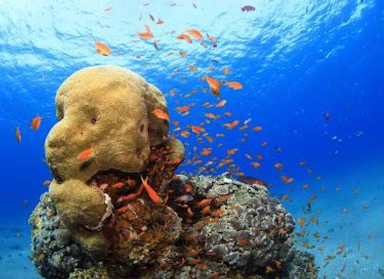 jordan/aqaba/attraction/aqua-star