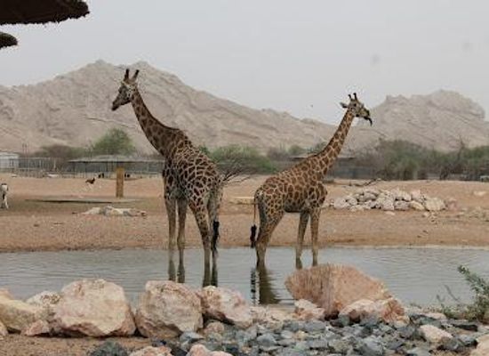 united-arab-emirates/al-ain/attraction/al-ain-zoo