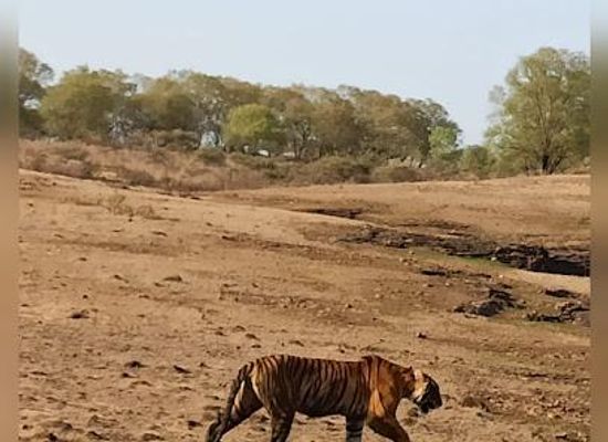india/ranthambore/attraction/ranthambhore-park
