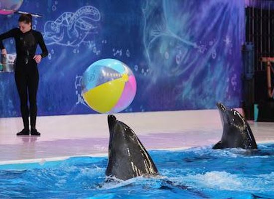 united-arab-emirates/ajman/attraction/dubai-dolphinarium