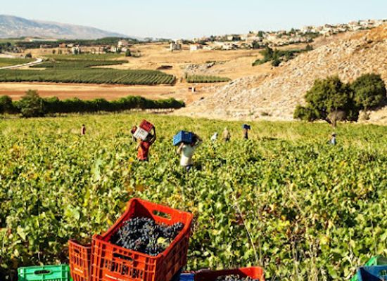 lebanon/bekaa-valley/attraction/domaine-des-tourelles