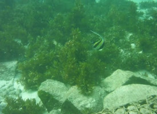 seychelles/baie-lazare/attraction/pebbles-cove-reef