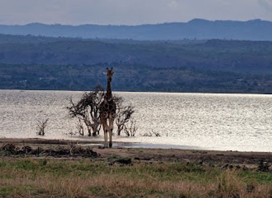 uganda/murchison-falls-national-park/attraction/delta-point