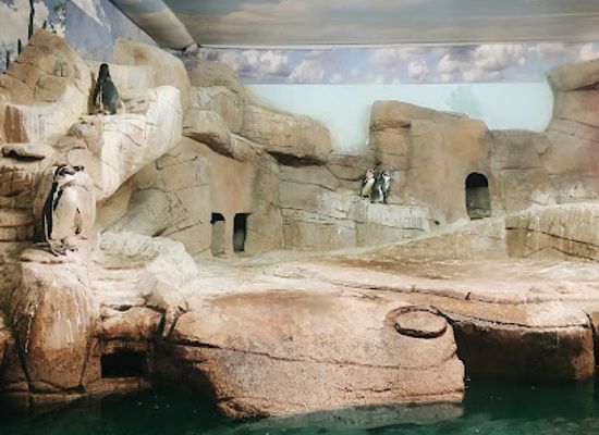 cyprus/governor-s-beach/attraction/ocean-aquarium