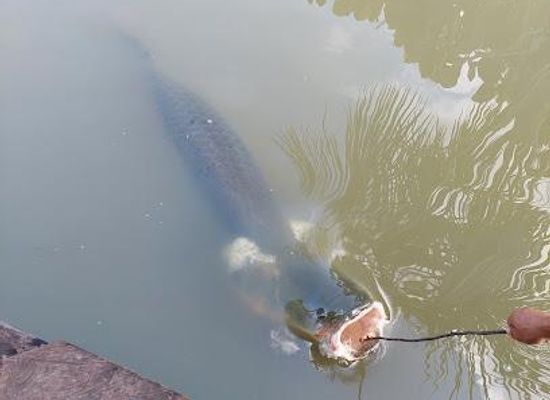 peru/iquitos/attraction/fundo-pedrito