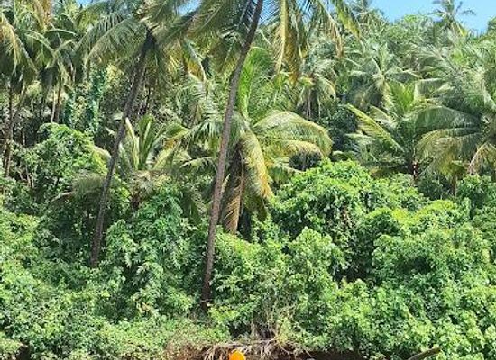 india/goa/attraction/goa-kayaking