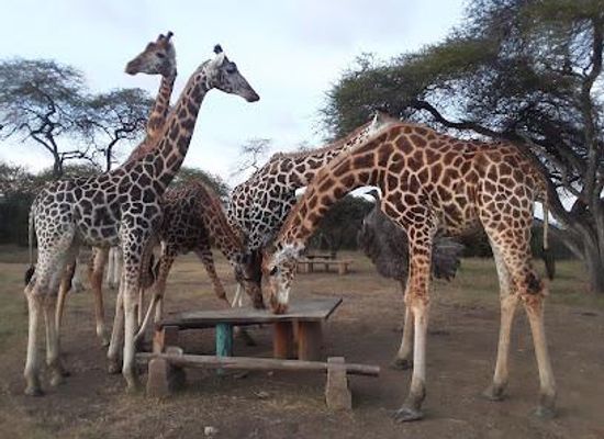 kenya/mombasa/attraction/nguuni-nature-sanctuary