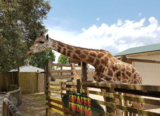 florida/pensacola-beach/attraction/gulf-breeze-zoo