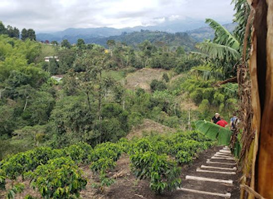 colombia/quindio-department/attraction/finca-buenos-aires-coffee-tour-coffee-shop